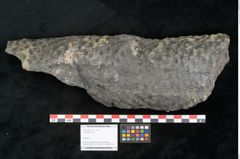 Foto (Objekt + Etikett) von Lepidodendron sp.  (NHMW-GEO-2024-0188-11173)